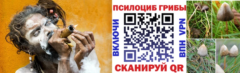 маркетплейс официальный сайт Алзамай Галлюциногенные грибы MAGIC MUSHROOMS